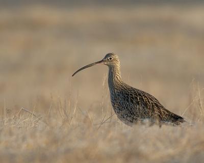 Storspov - Curlew