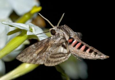 Agrius convolvuli - kervindesvrmare