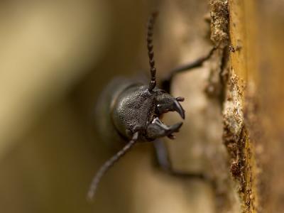 Beetles - Skalbaggar (Coleoptera)