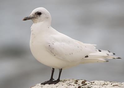 Ivory Gull