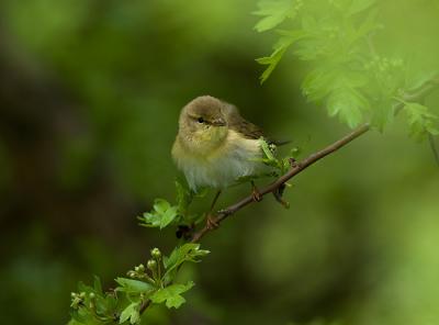 Willow Warbler - Lvsngare