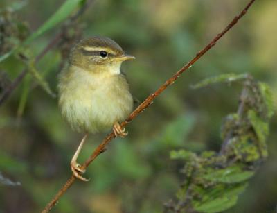 Radde's Warbler