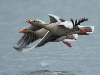 Greylag Goose