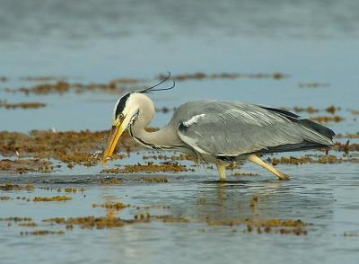 Grey Heron