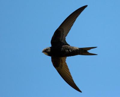 Common Swift