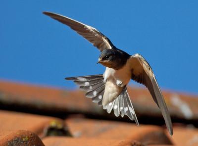 Barn Swallow