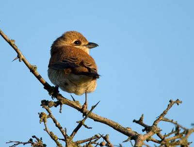 Red-backed Shrike (Lanius collurio)