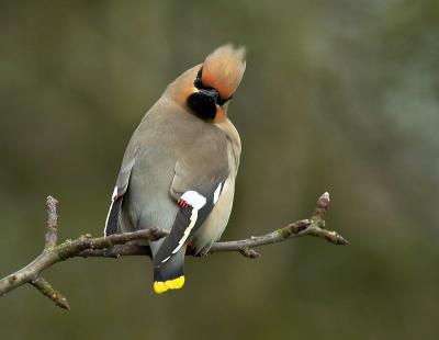 Waxwing