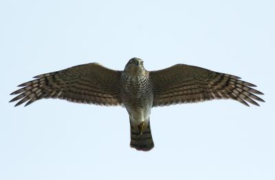 Sparrowhawk