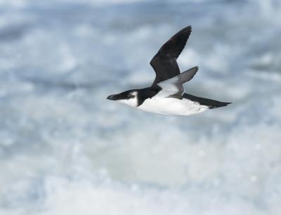 Razorbill