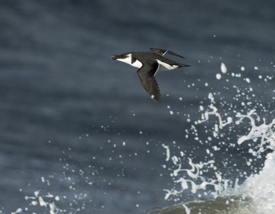 Razorbill