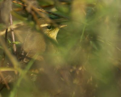 Radde's Warbler