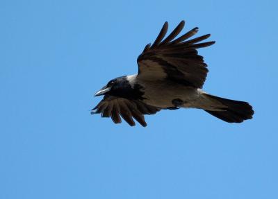 Hooded Crow - Gr krka