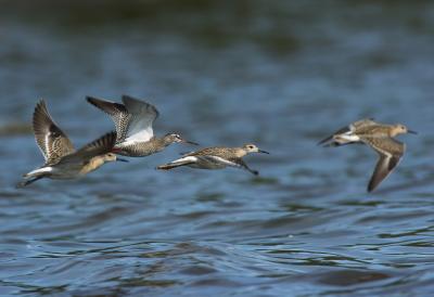 Ruffs and Spotted Sandpiper