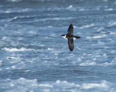 Little Auk