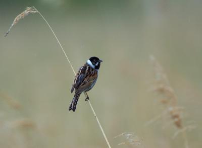 Reed Bunting