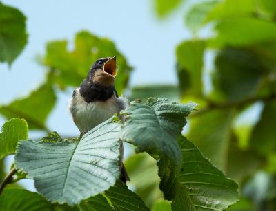 Barn Swallow