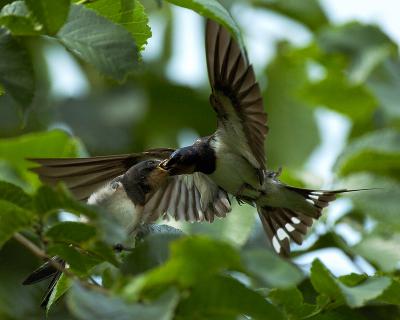 Barn Swallow (feeding)