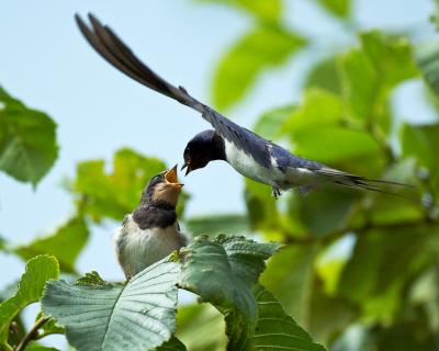 Barn Swallow (feeding)