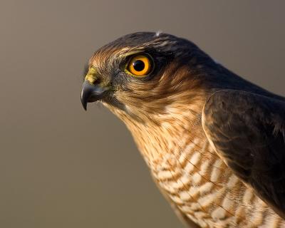 Sparrowhawk (handheld)