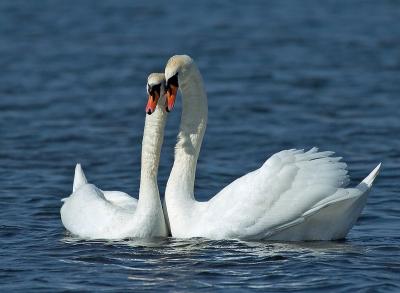 Mute Swan