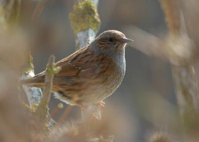 Dunnock