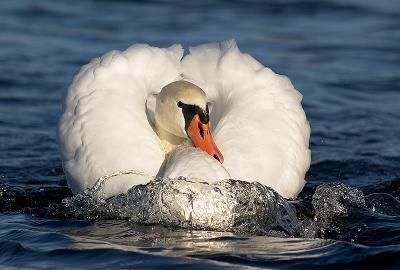 Mute Swan