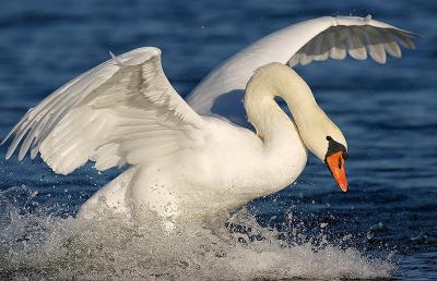 Mute Swan