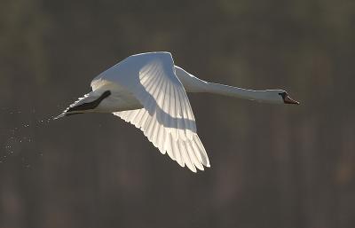 Mute Swan