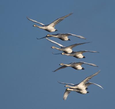 Swans & Geese