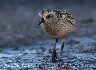 Grey Plover