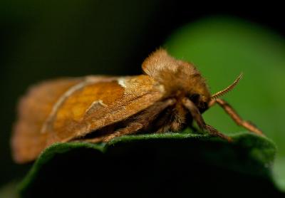 Hepialus sylvina