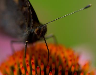 Nsselfjril (Aglais urticae)
