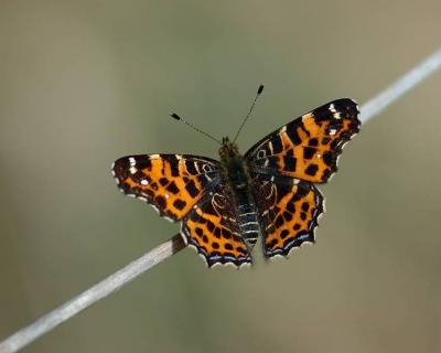 Kartfjäril (Araschnia levana)