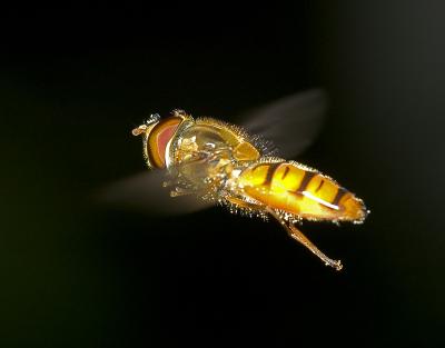 Blomflugor (Syrphidae)