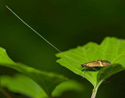 Micro-moths - Smfjrilar