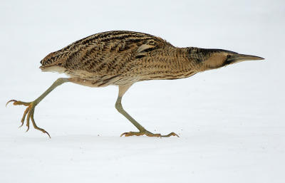 Great Bittern