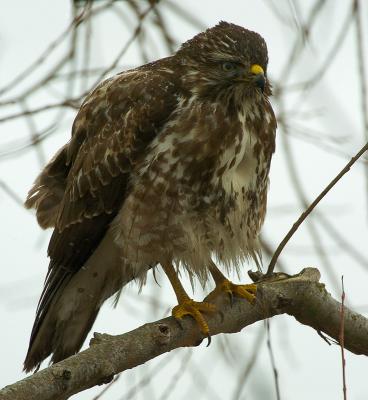 Common Buzzard