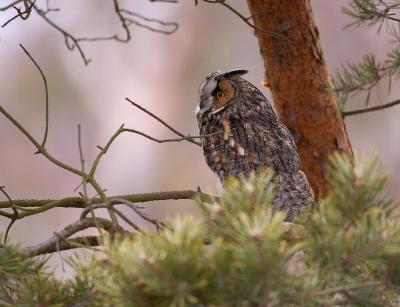 Long-eared Owl (Asio otus)