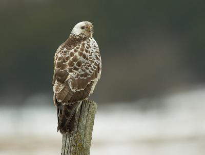 Common Buzzard, pale morph