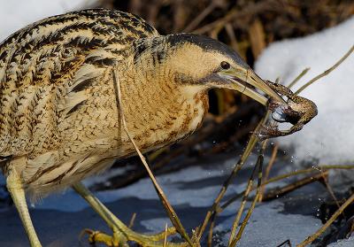 Great Bittern with frog