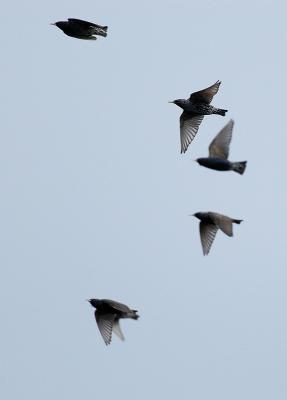 European Starling