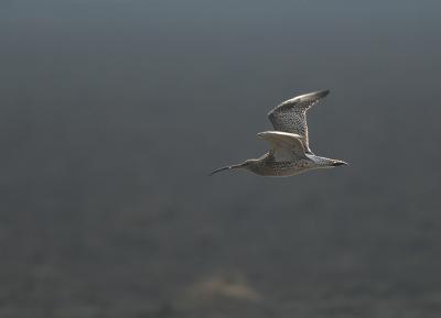 Storspov - Curlew