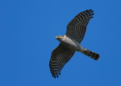 Sparrowhawk