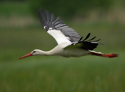 White Stork