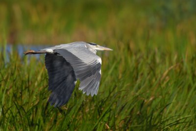 Grey Heron