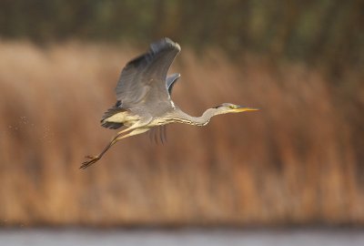 Grey Heron