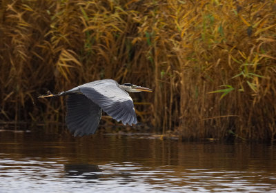 Grey Heron