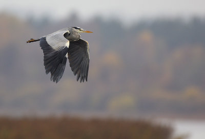 Grey Heron