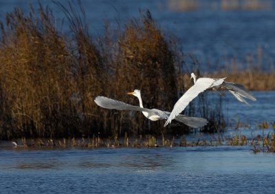 Great White Egret